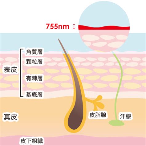 男性器の玉の部分の脱毛って危険！？ 睾丸脱毛の無知を探る